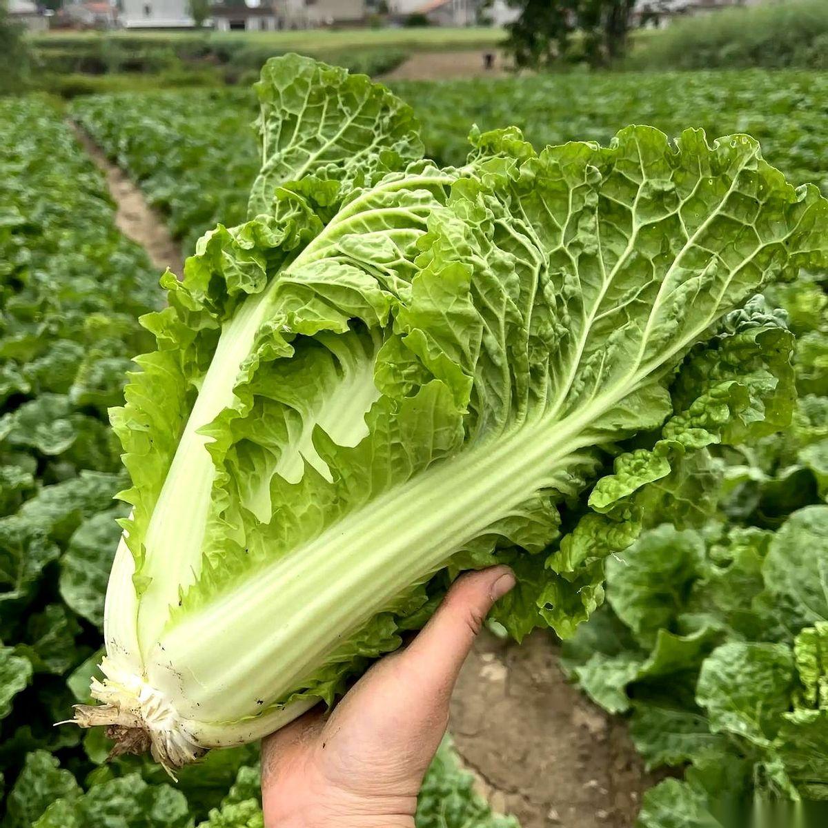 活了三十多年，头一次觉得白菜是硬通货。今早去菜市场，两颗，六块钱。就这，还不