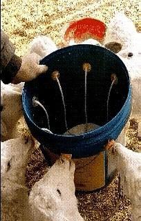 小羊喝奶不费劲，可它得学会站稳。你以为的捷径，不过是换了个地方使劲。保送生不