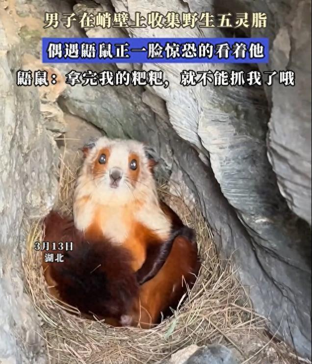 胆子真大！”3月13日，湖北宜昌，一男子爬悬崖采药偶遇“药材生产商”飞鼠，双方面