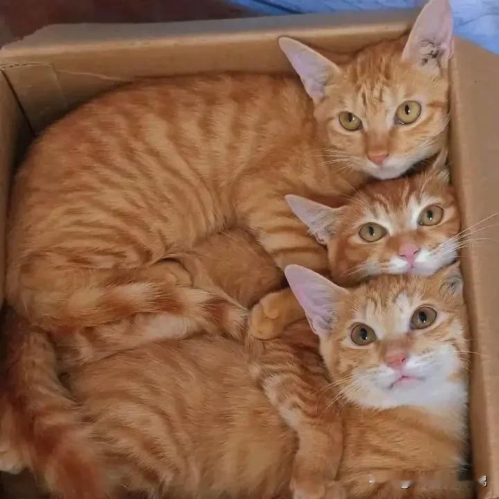 😾：我有三位貌美如花的橘妃，你有什么！🌚：哇咔咔，我有卫生间看守护卫—疯狂三