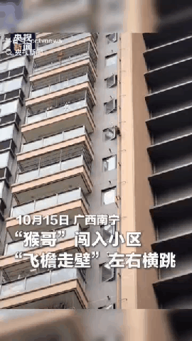 “猴哥”彻底火了！都上央视了广西南宁，“猴哥”闯入了小区，在小区上演了一出“