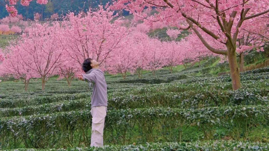 还去什么大理, 广东人都来这看漫山的樱花海