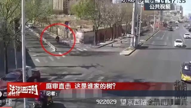 **一棵树倒下，砸走了一个父亲的生命，也砸出了我们身边看不见的“定时炸弹”。**