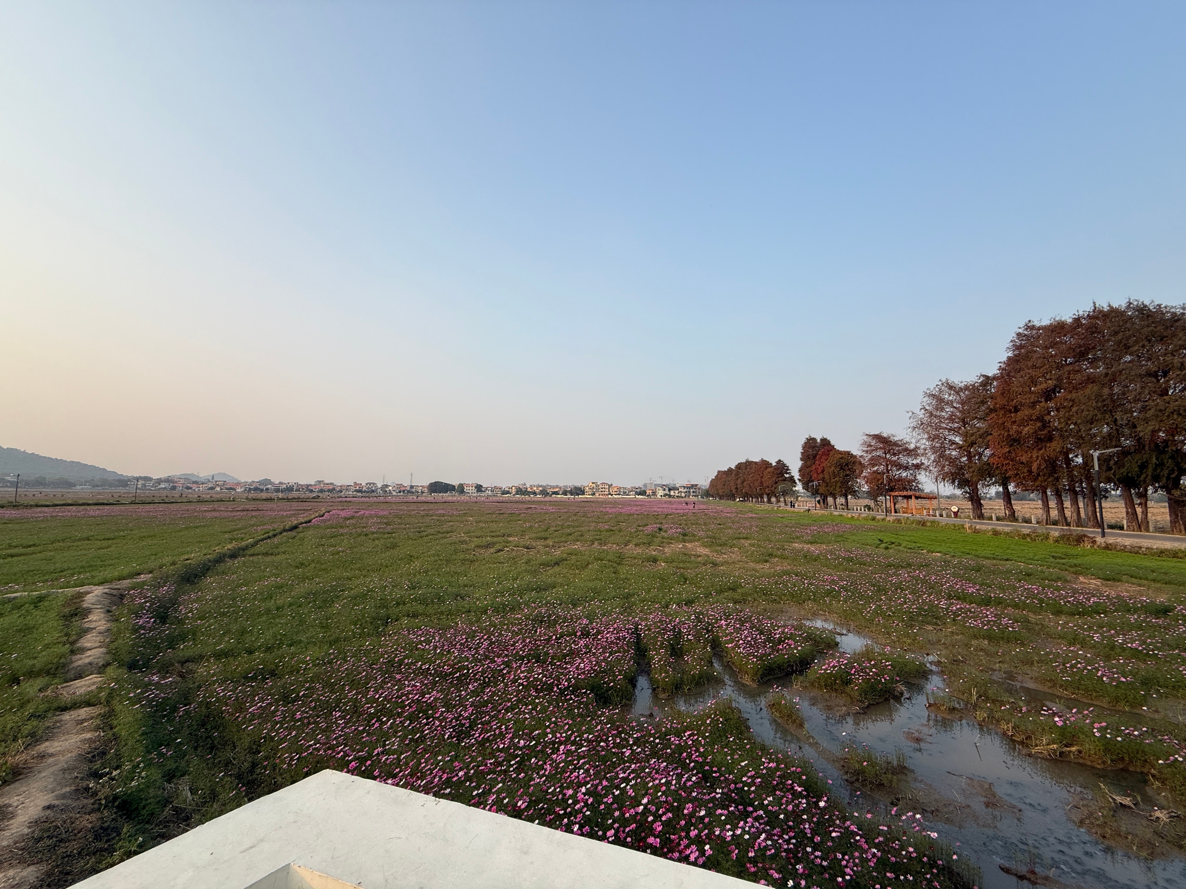 朋友们，来珠海玩回程的时候可以来崖口吃个煲仔饭，看看花海，喝杯咖啡。现在花开了，