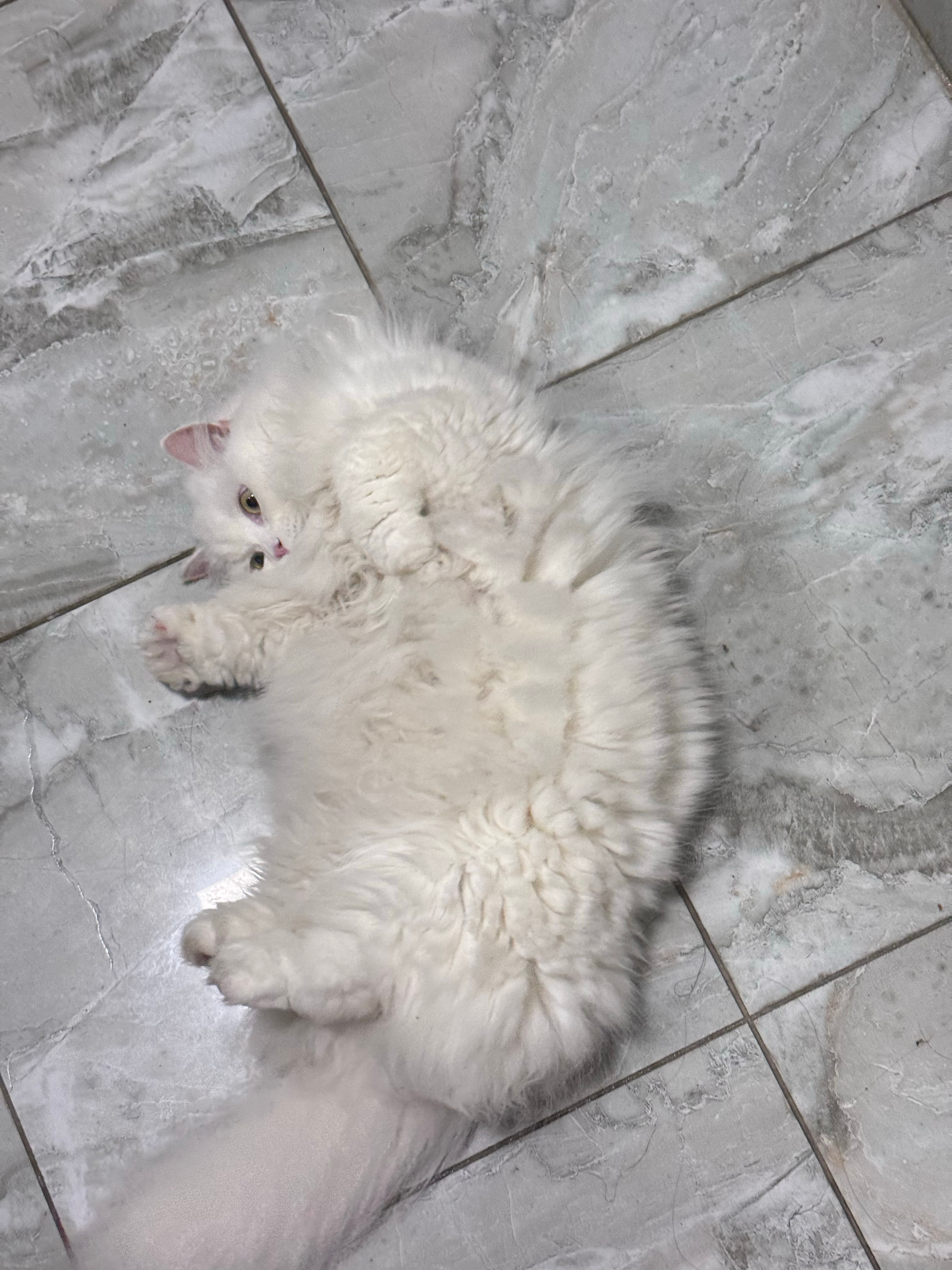 那我对我的猫和对小孩是两种态度了[吐舌头眯眼睛笑]小猫🐱喵喵叫天籁之音，小孩哇哇叫我就要红