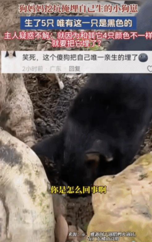 “解释不清了！”广东，一只黑狗生下了五个幼崽，四黄一黑。不料幼崽落地，狗妈竟当众