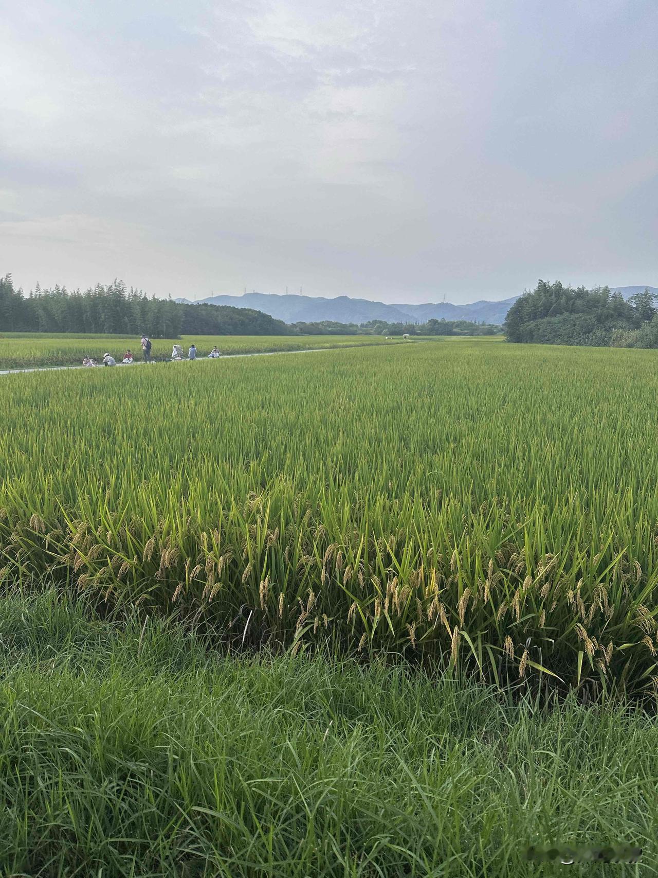 不再盼着退休了。我有个男性长辈，今年才58岁，突然就生病了，听说不乐观，不知