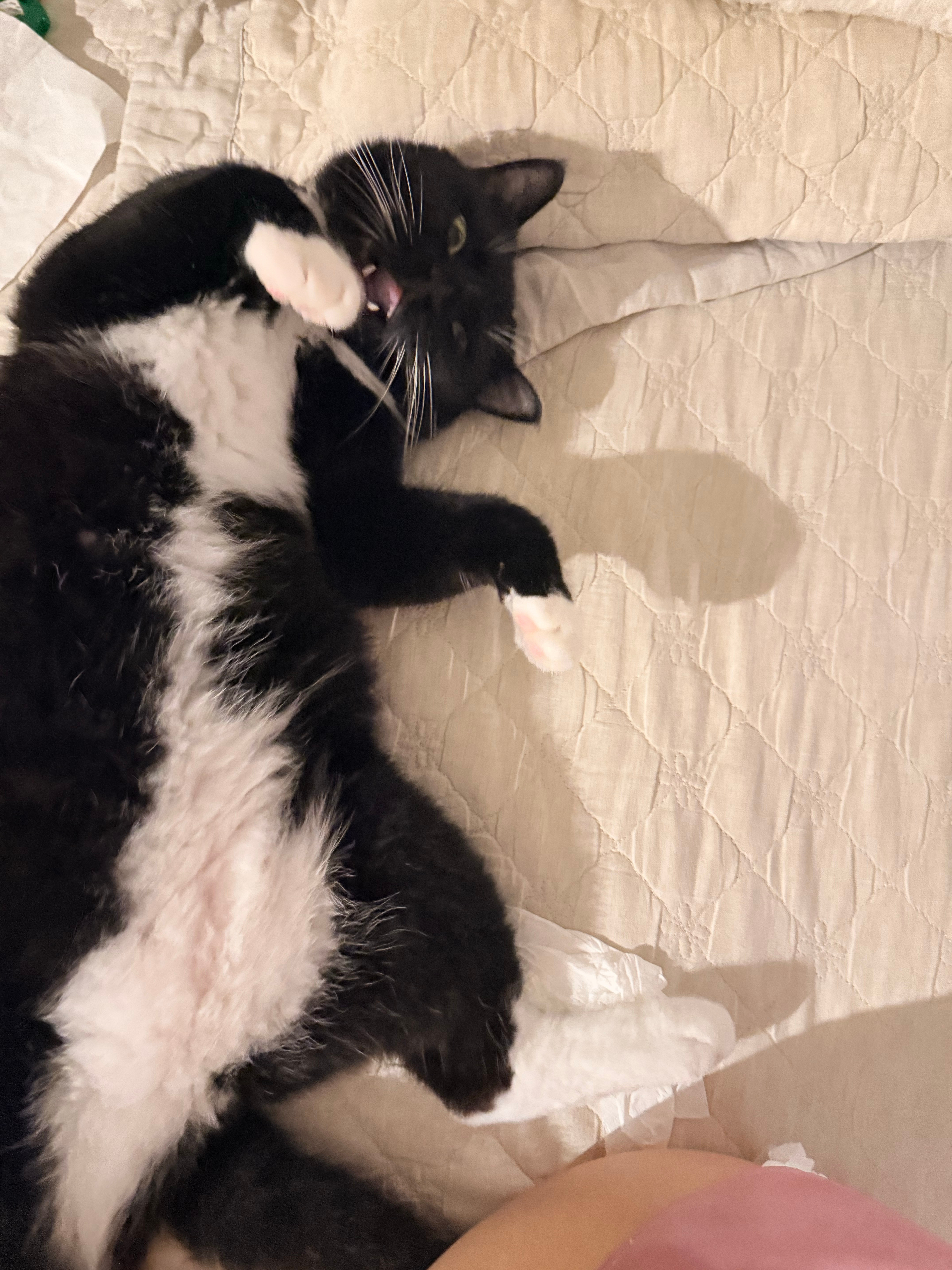 就这个夹子猫