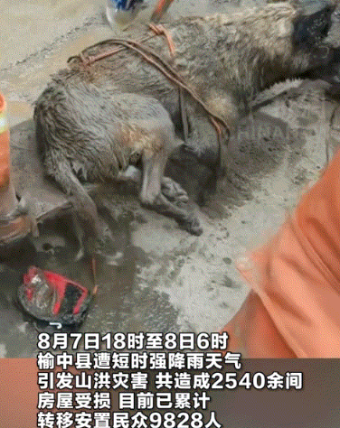 泪目了。甘肃山洪，消防员营救期间发现一只奄奄一息的狗子被埋在泥沙之中，大家见状也