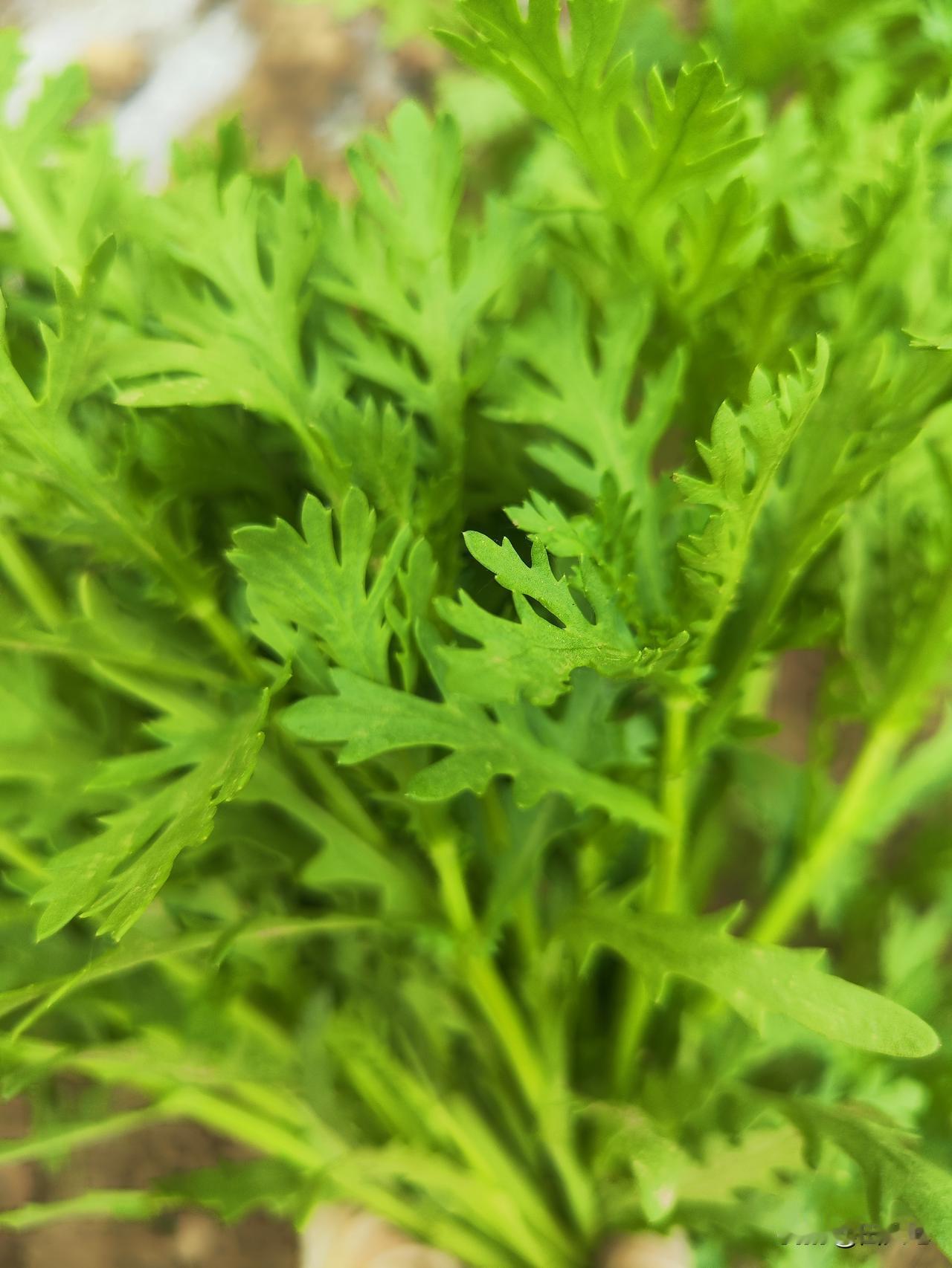 小菜园三月份种植的茼蒿菜，已进入采收期，自己种菜自己吃，随吃随摘，不打农药，绿色