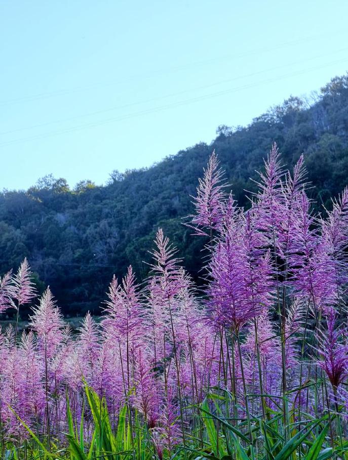晒出你的本地生活开开心心的到山坡上逛逛，确实很舒服啊。我们现在有两个小的广场，一