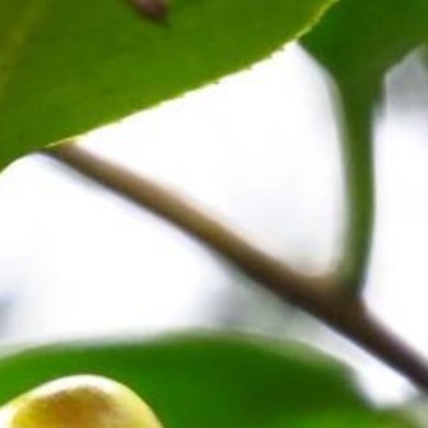 金花茶（广西特有，植物界大熊猫，室内阳台可盆栽）完整家庭盆栽种植方法1. 花盆