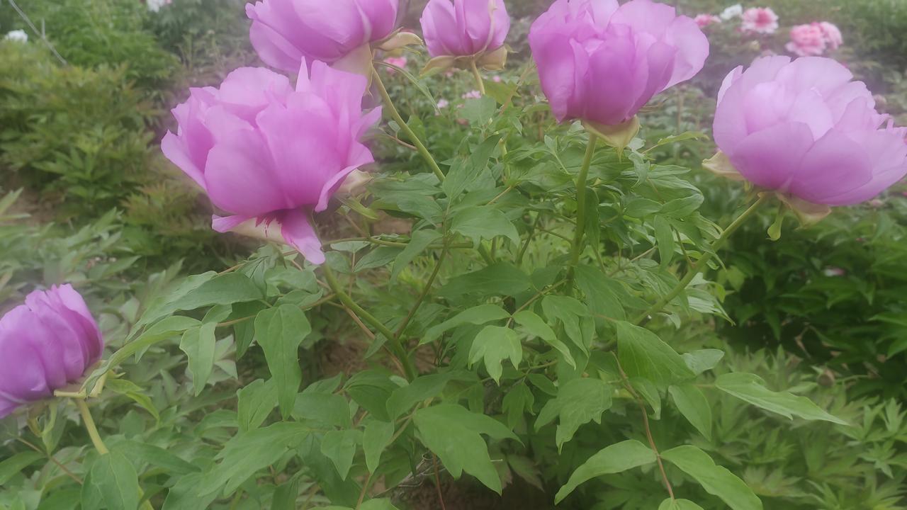 随手拍下五颜六色的花朵暮春时节，几株粉紫牡丹正悄然绽放。花瓣饱满温润，带着朦胧柔