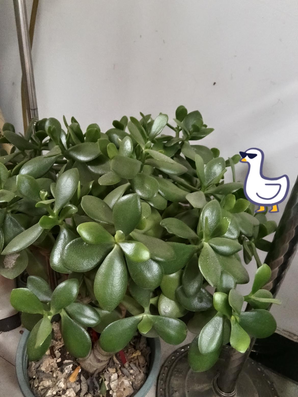 养一盆玉树，日子越养越踏实！我家这盆玉树养了快五年，从一小枝苗长成了现在郁