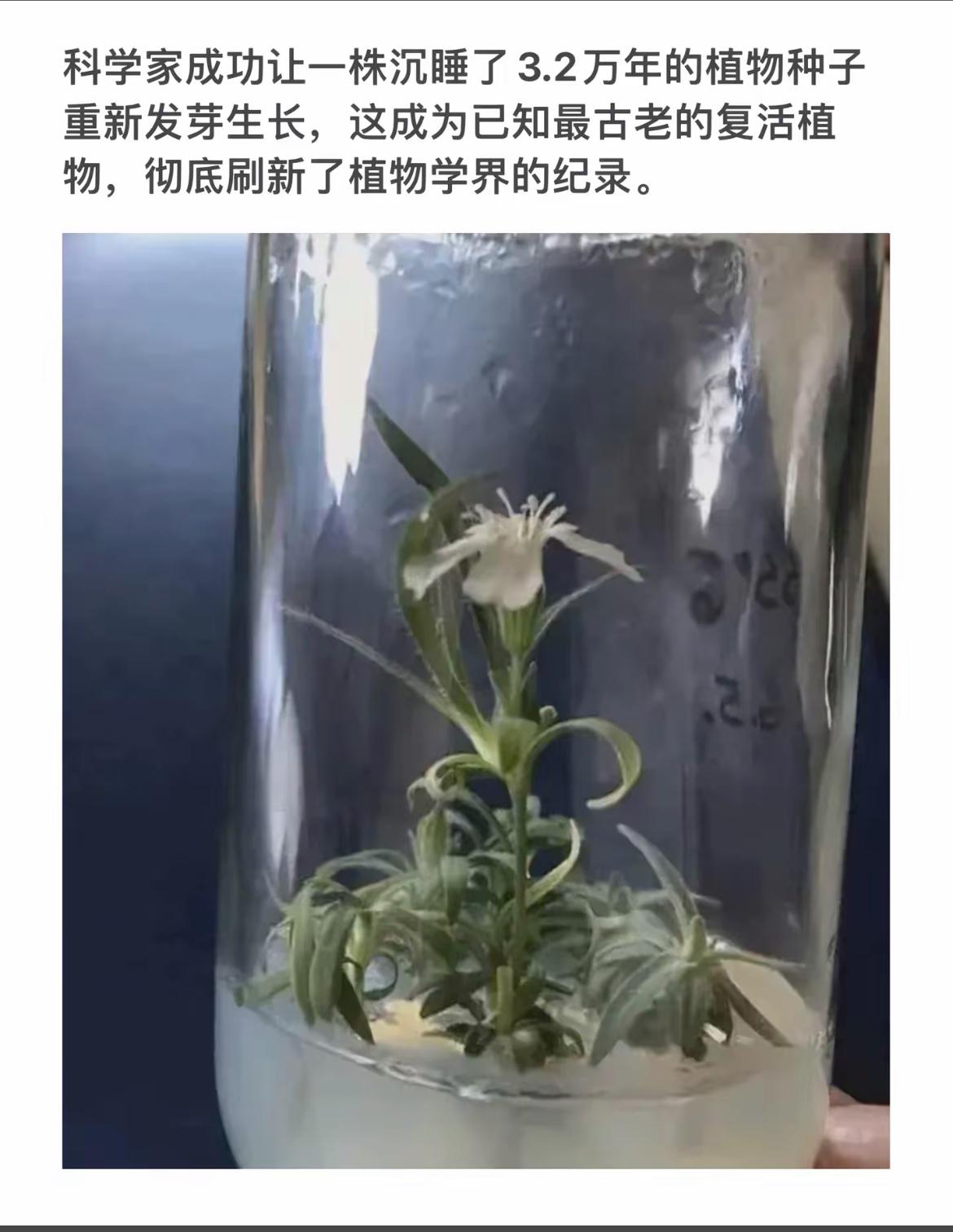 3.2万年沉睡种子重获新生，植物学界的奇迹！