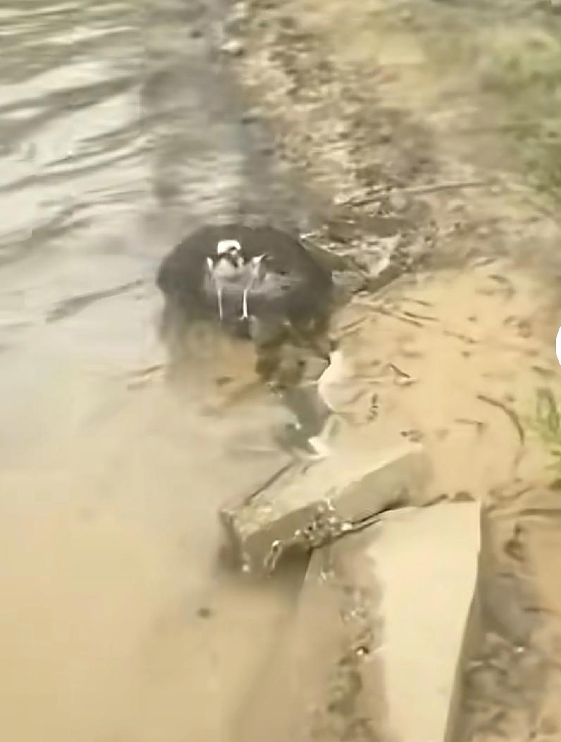 就为了一条鱼，一位男子与一只鸟争论了一整天因是一男子在桥上钓鱼，感觉这是上钩的