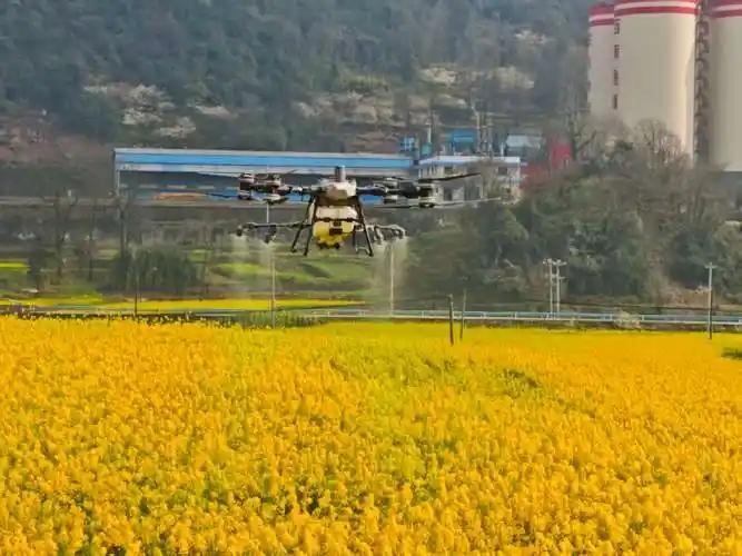 油菜花喷洒农药一事，蜜蜂死了多少也好，影响了花期授粉也罢，我在此都不做任何评论。