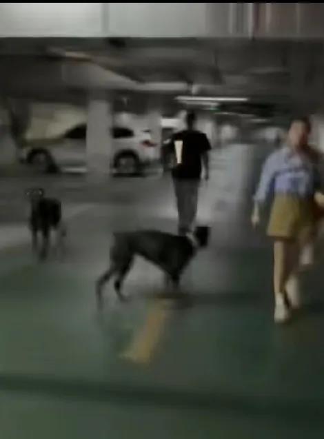 天狂有雨，人狂有祸遛狗不牵绳也就罢了，态度竟如此嚣张！两条杜宾犬直冲着两岁孩