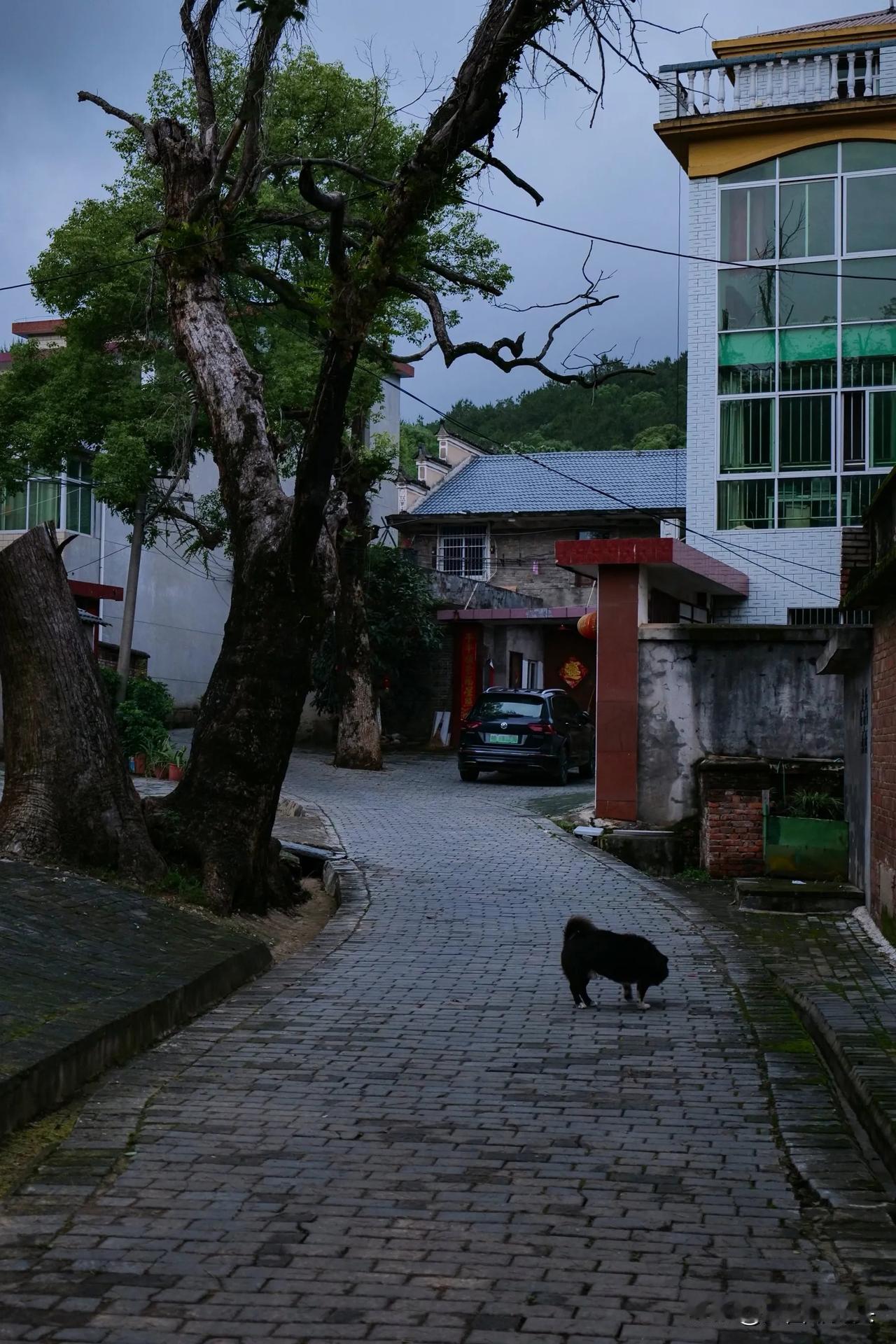 这张照片叫做“村巷犬踪”怎么样？这是傍晚时分在一个村子里排到的一幕。当时这条小黑