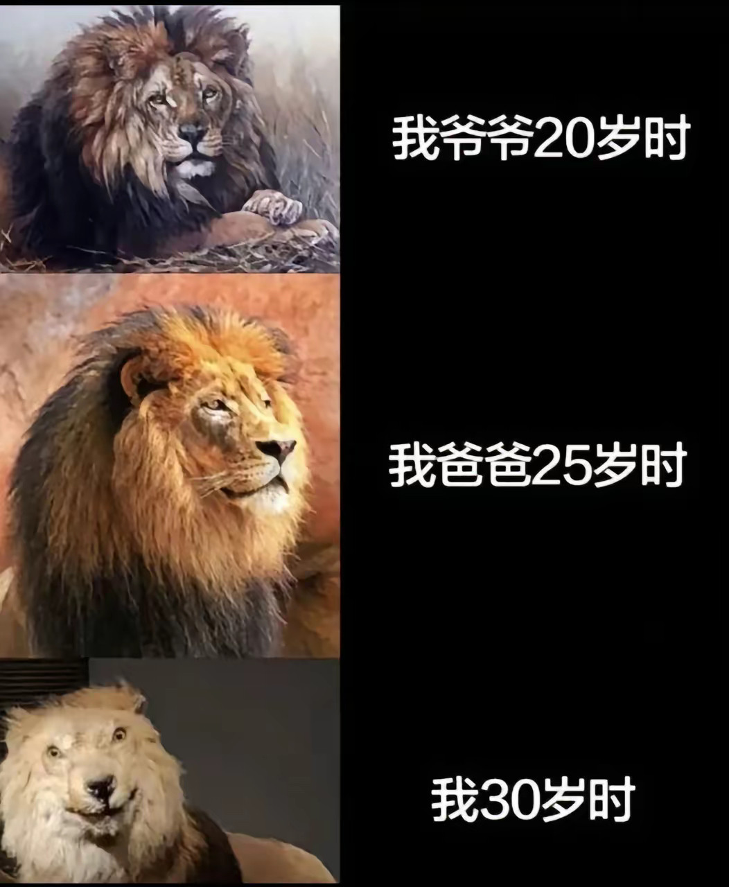 “祖孙三代，岁月如歌”🦁🦁🦁