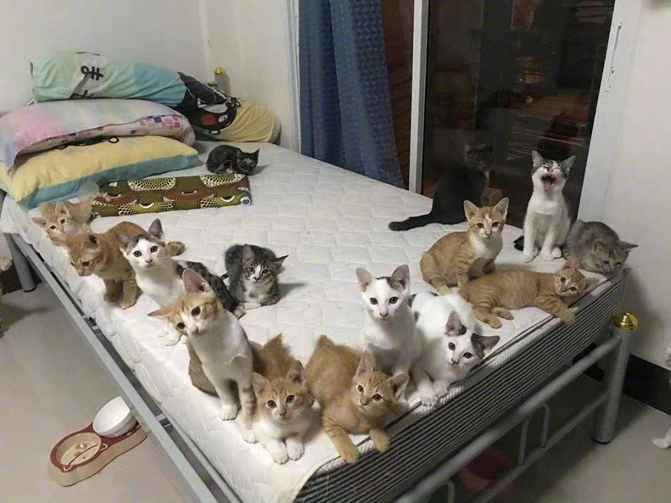 有多少人的猫是领养或者捡来的，发来看看！！！[doge][doge]