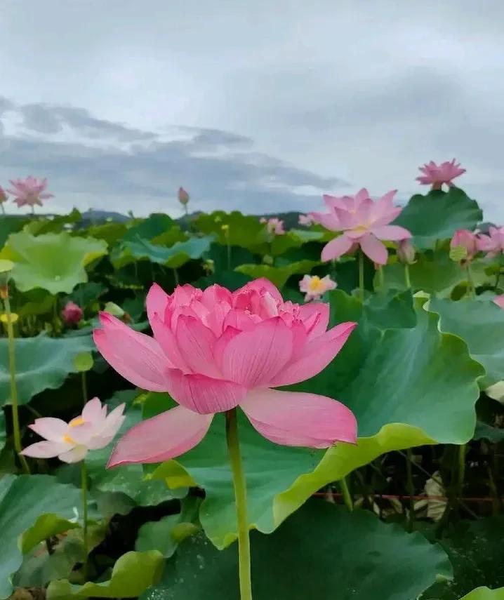 今天刷到个帖子，气得我晚饭都没吃好。儿媳妇因为跟婆婆没感情就不回去奔丧，老公一个