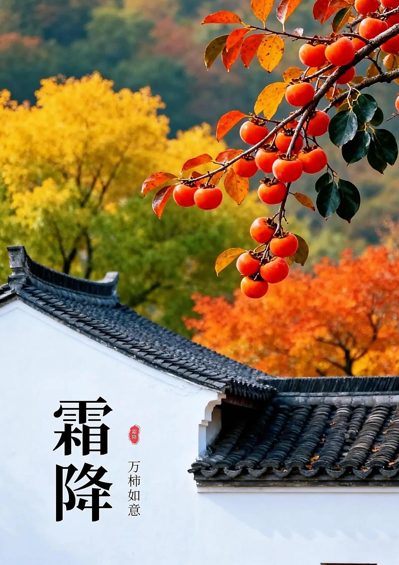 日历翻到霜降，发现秋天最后一个节气竟藏着小温柔——枫叶红得更透，柿子挂在枝头像小