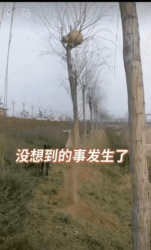 猫咪单挑四五只狗狗，它闪转腾挪，左冲右突，把几只狗狗挠的满脸开花。渐渐的猫咪力气