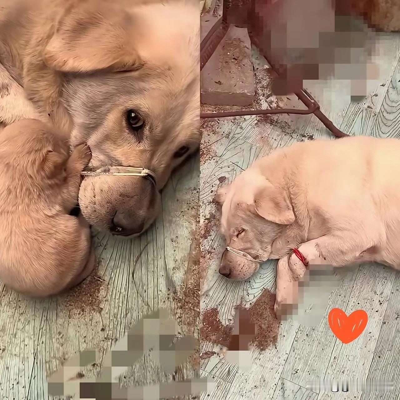 大正月的，看到这张画面，心里受不了，可怜的毛孩子为主人看家护院五年时间，结果最后