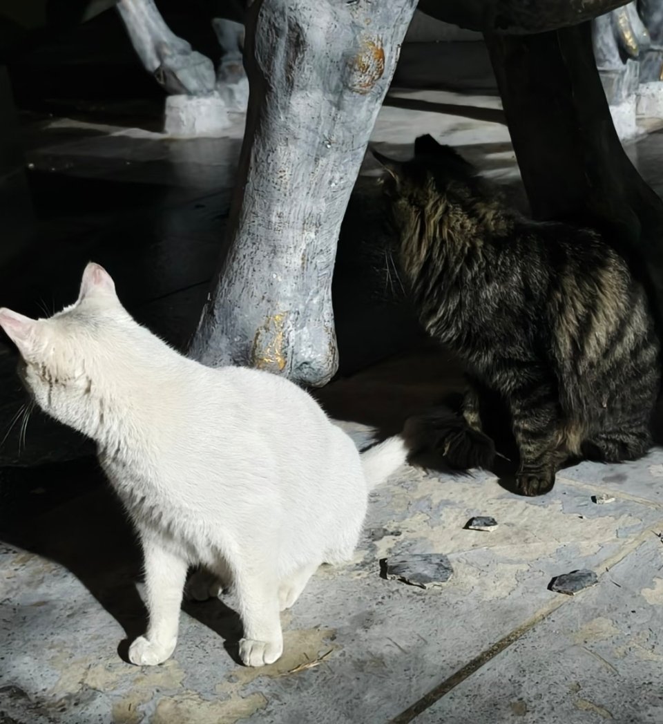 萌宠八点半怀民未就寝。两小只动作还挺一致。