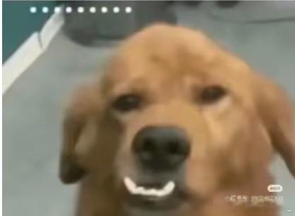 孩go可以给阿米扣一万个帽子，但是就是不肯承认阿米的优秀。因为它主人做不到！