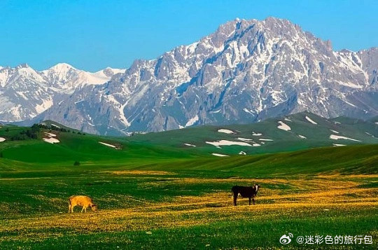 新疆昭苏，名副其实万马奔腾之地！盛夏万亩草场水草丰茂，伊犁天马成群驰骋，烟尘漫野