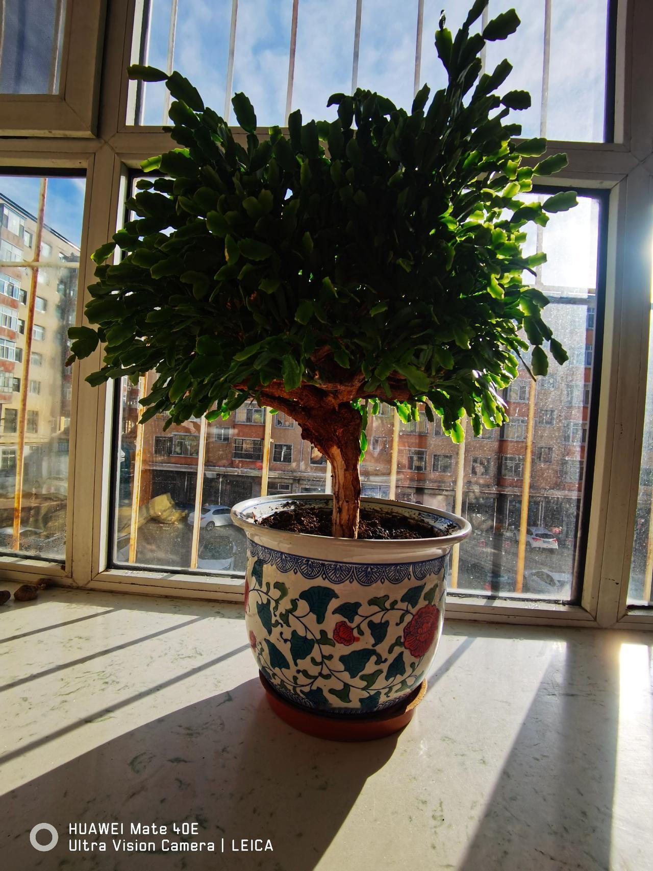 我的這幾盆花，在寒冷的冬天裏，依然茁壯成長。