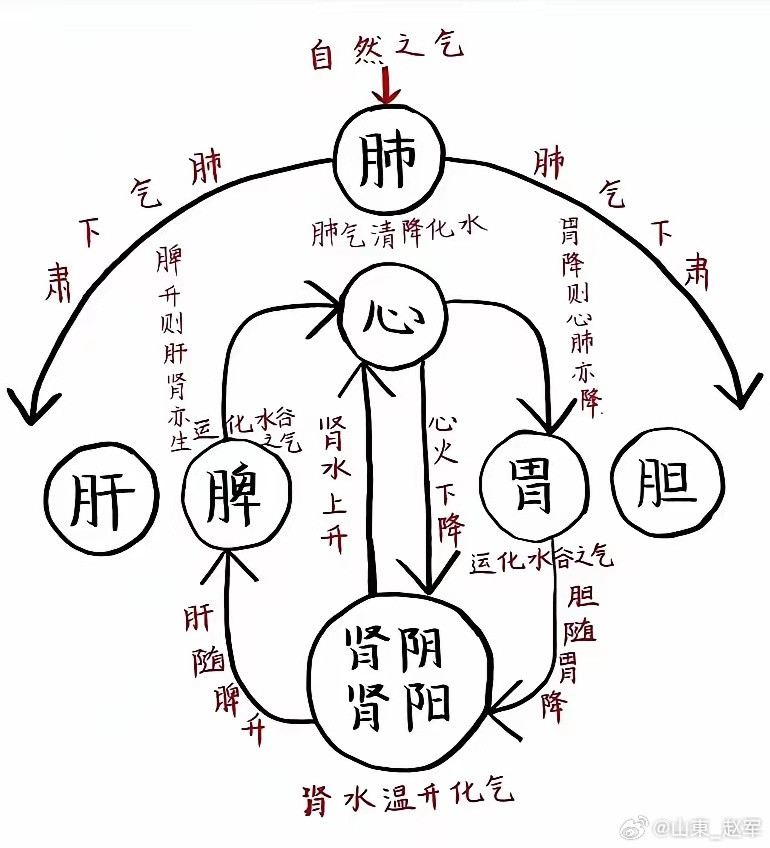 人体气机运行的黄金法则：五脏升，六腑降，一升一降百病消！​中医认为人体气机左升右