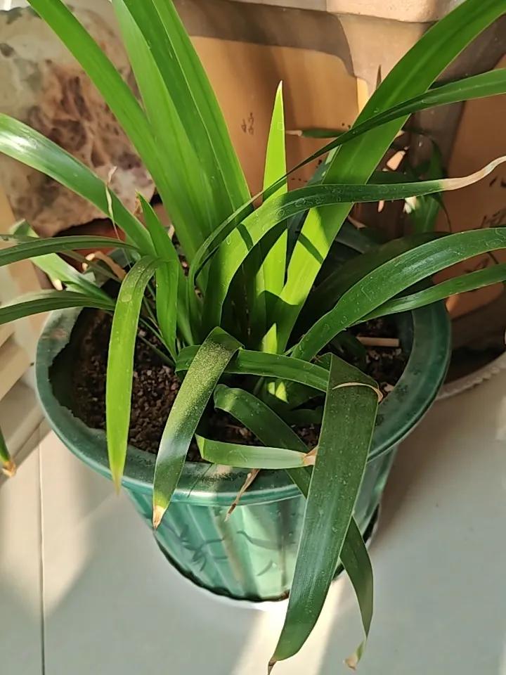 随便栽的花，有人说是兰花。也不知道是什么兰？是吊兰？还是别的兰？