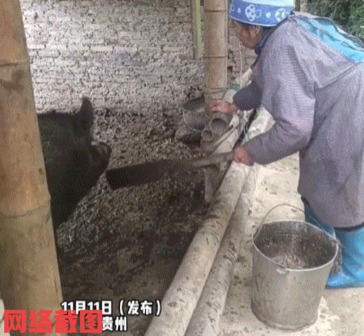 贵州有名老奶奶在自家猪圈里喂猪。由于老奶奶的年岁以大，有些事办理起来不方便，