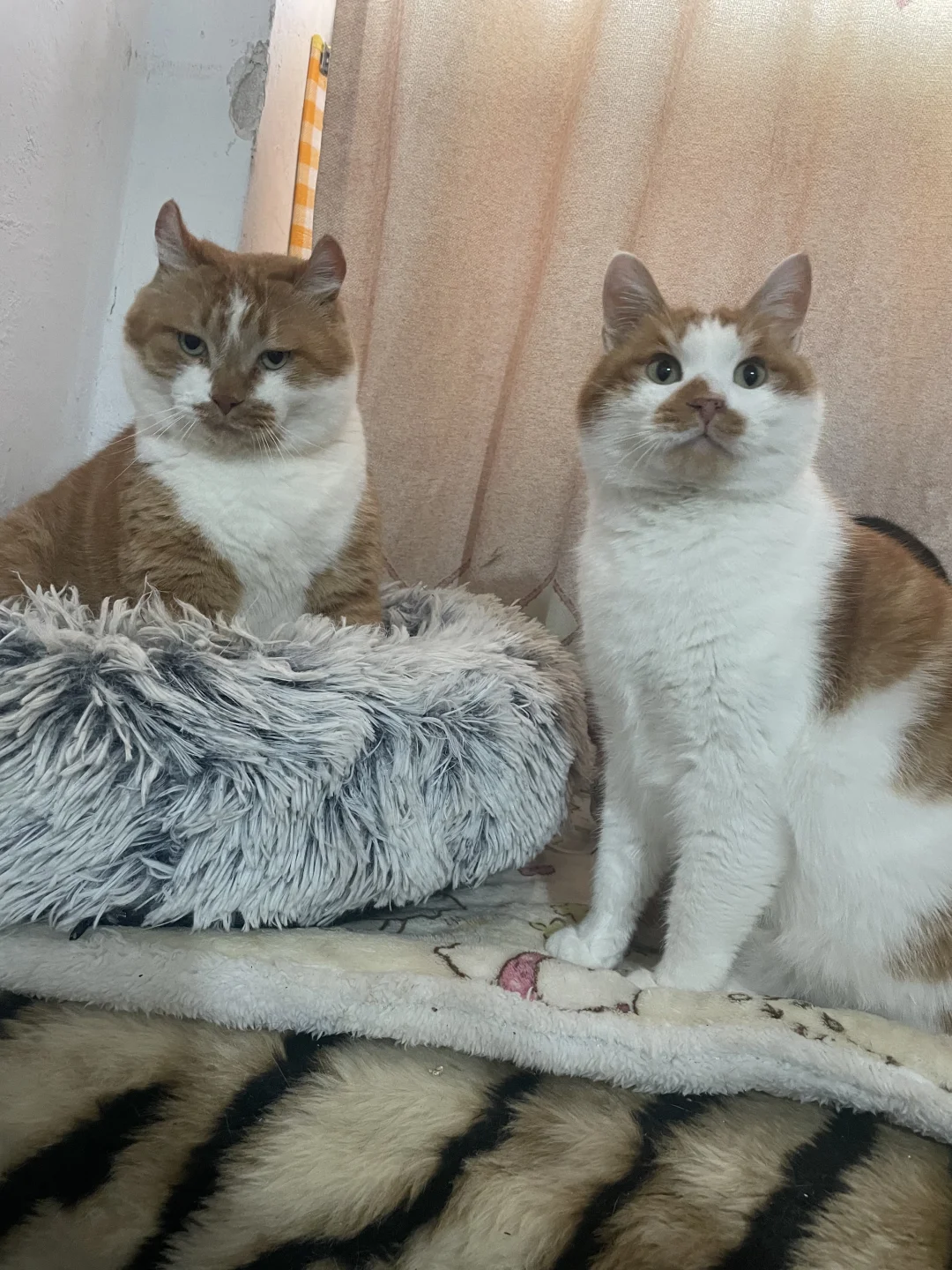 好猫坏猫一目了然！