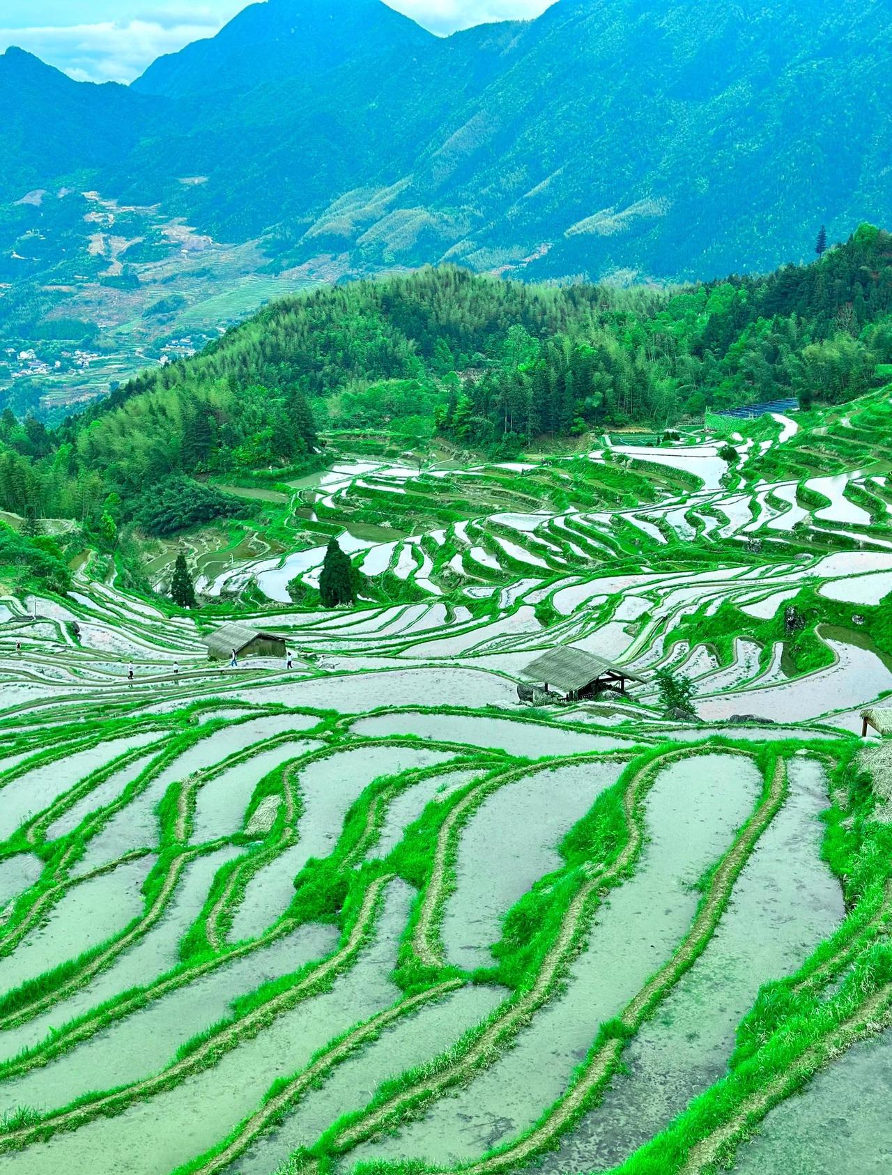 浙江丽水旅游，云和梯田真的太治愈了！丽水云和梯田美景和美食推荐：1、春季灌