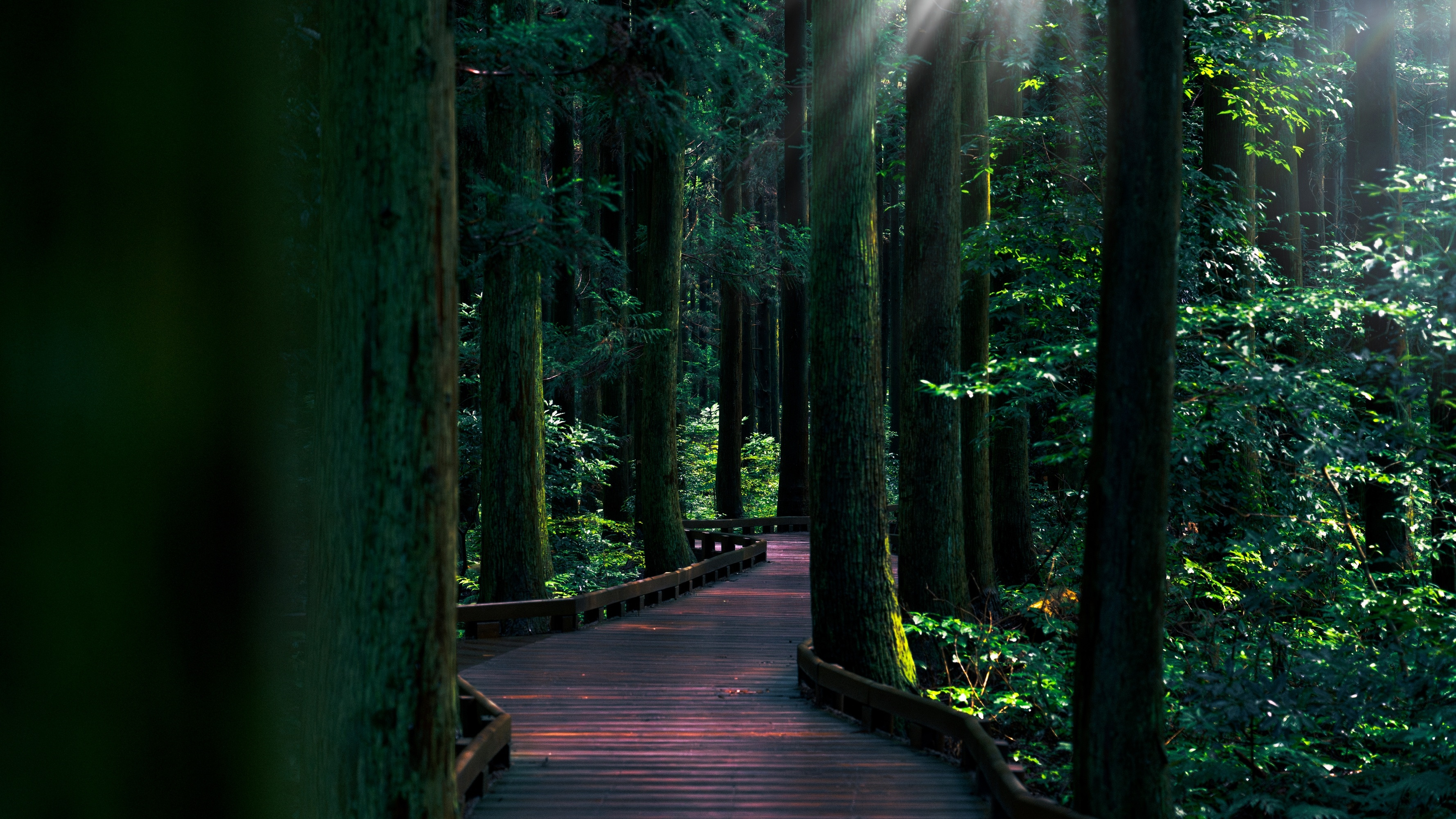 济州岛思连尼森林步道：一场与自然的深度对话。这次济州岛之行，最让我难忘的并非热门