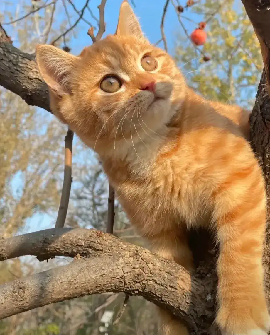 谁家的大橘猫，真的太可爱了，好想把它带回家去啊…