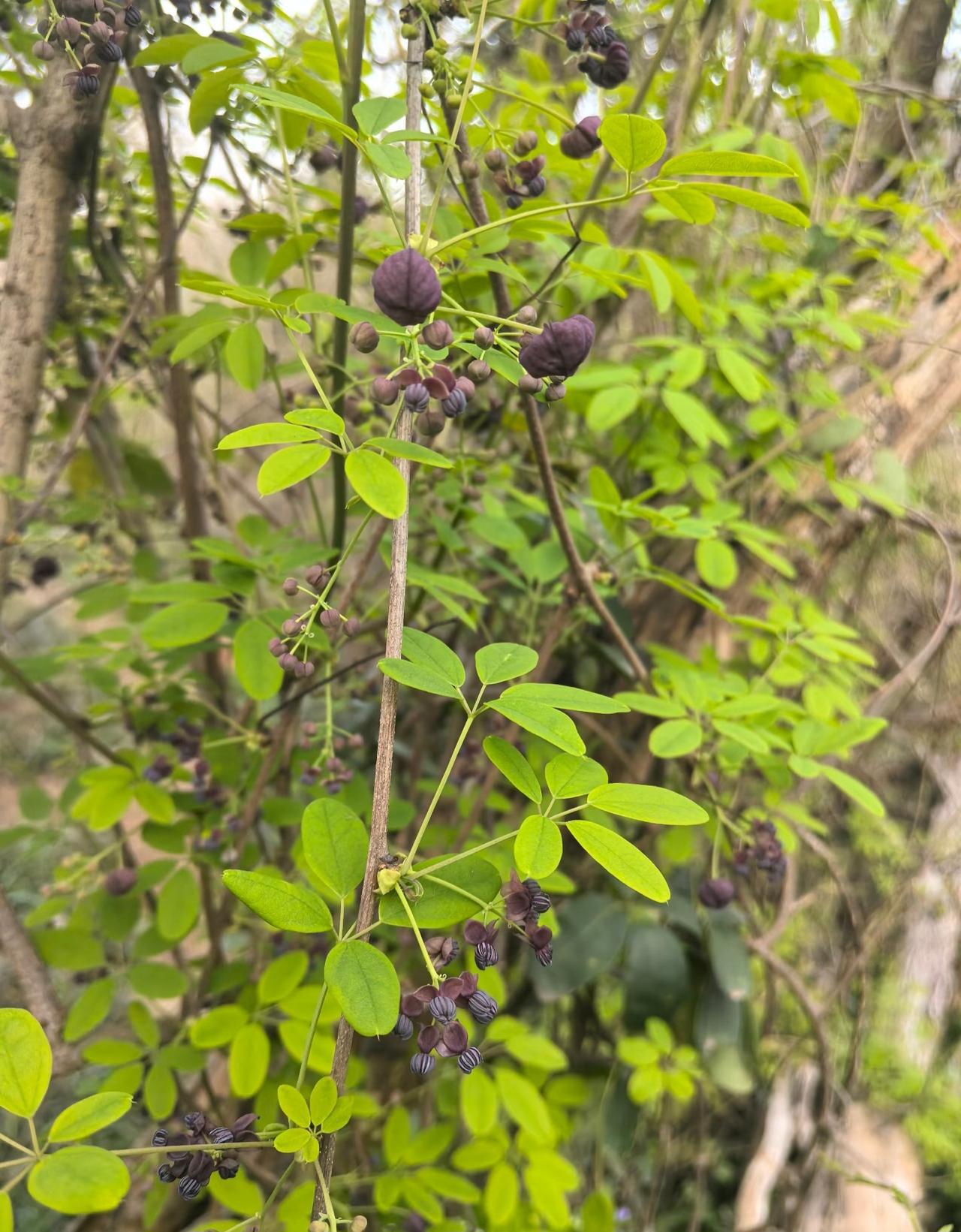 知道这是什么花吗？估计云贵川的很多朋友都认识它就是最近两年网上很火的野果八