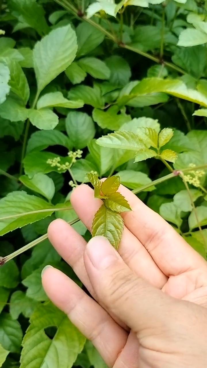 注意看，这就是植物界的解毒高手，常被误认为是毒草，殊不知它竟身怀绝技。你知道它的