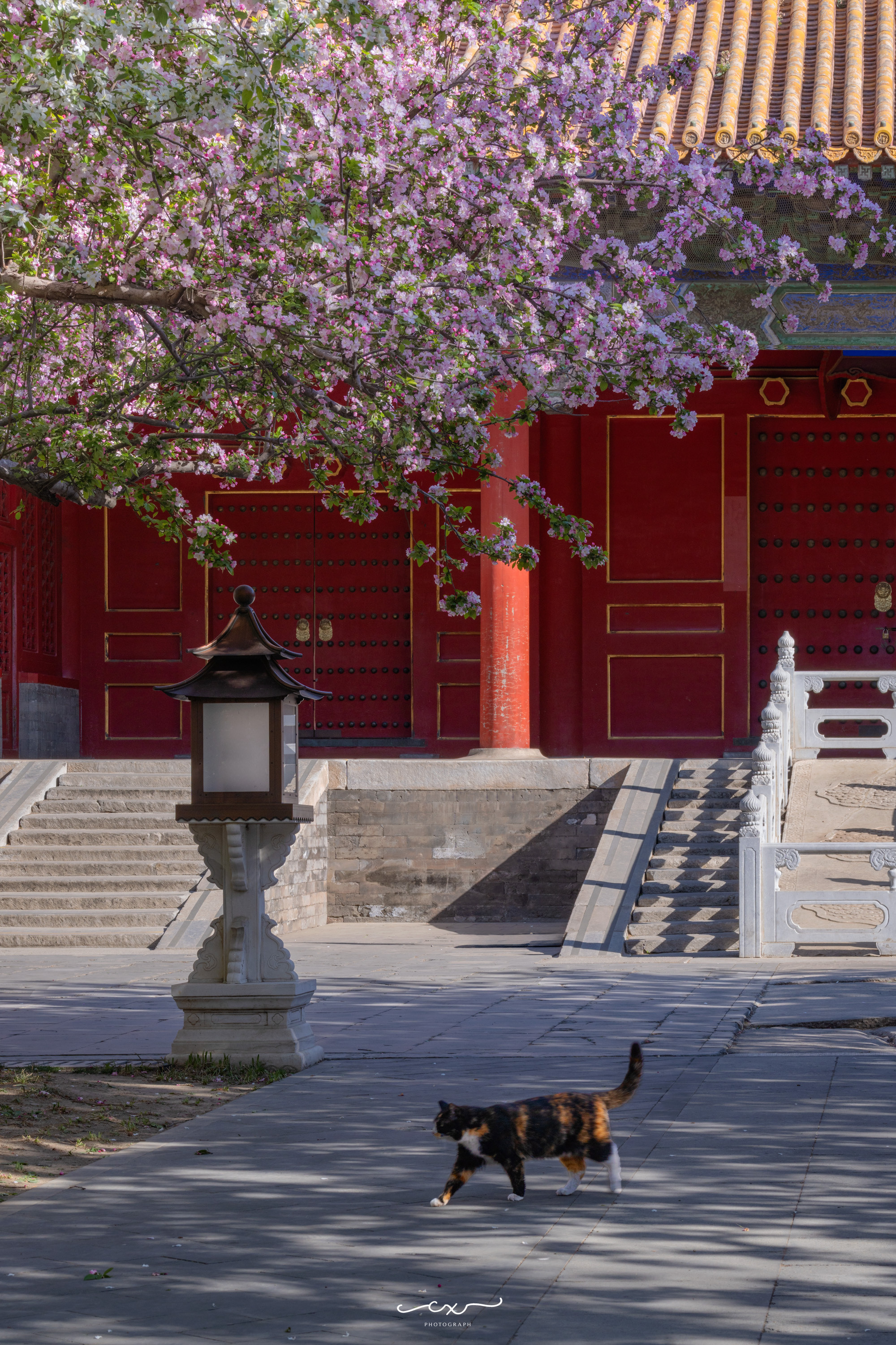 风过紫禁城，海棠落满身。📍故宮•文華殿📸2026-04-05摄影