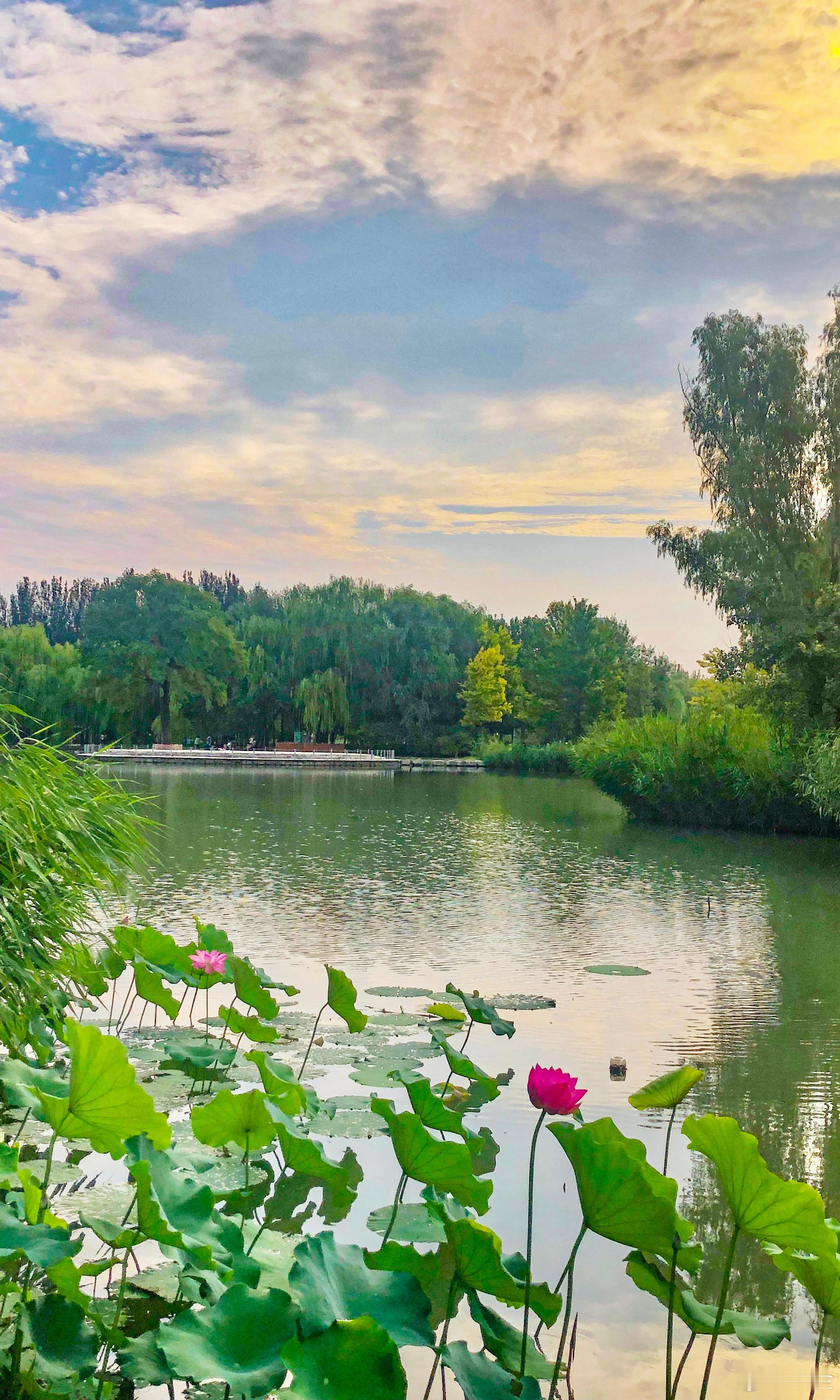 【中伏第七天。海淀公园】兹行自暇閒，聊此葱茏间。荷水香更远，夏木秀且繁。至人悲热