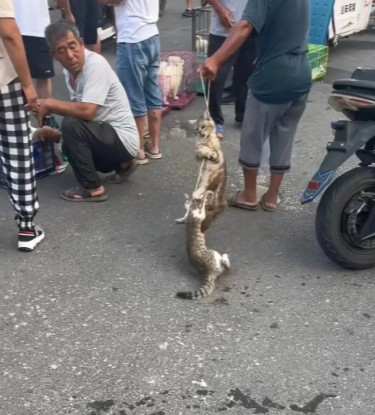 大爷卖猫，因为价太低，直接虐猫置气