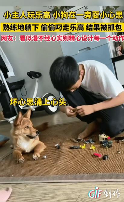 万物皆有灵性！上海，男孩在认真的玩着乐高，小狗在一旁目不转睛的看着。没一会小狗就