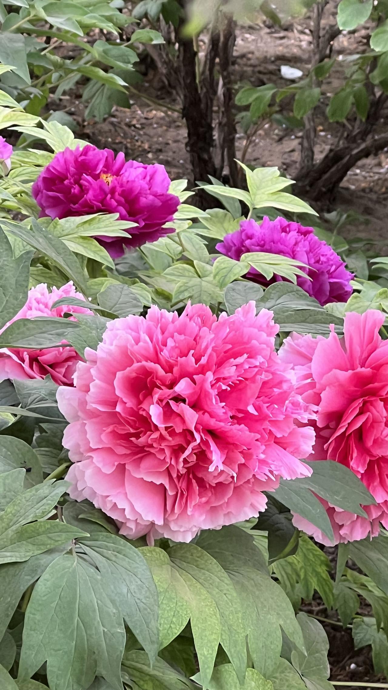 春日赏花：娇美耀眼的牡丹花，绽放出春天的美丽与芬芳.评论区晒图挑战赛