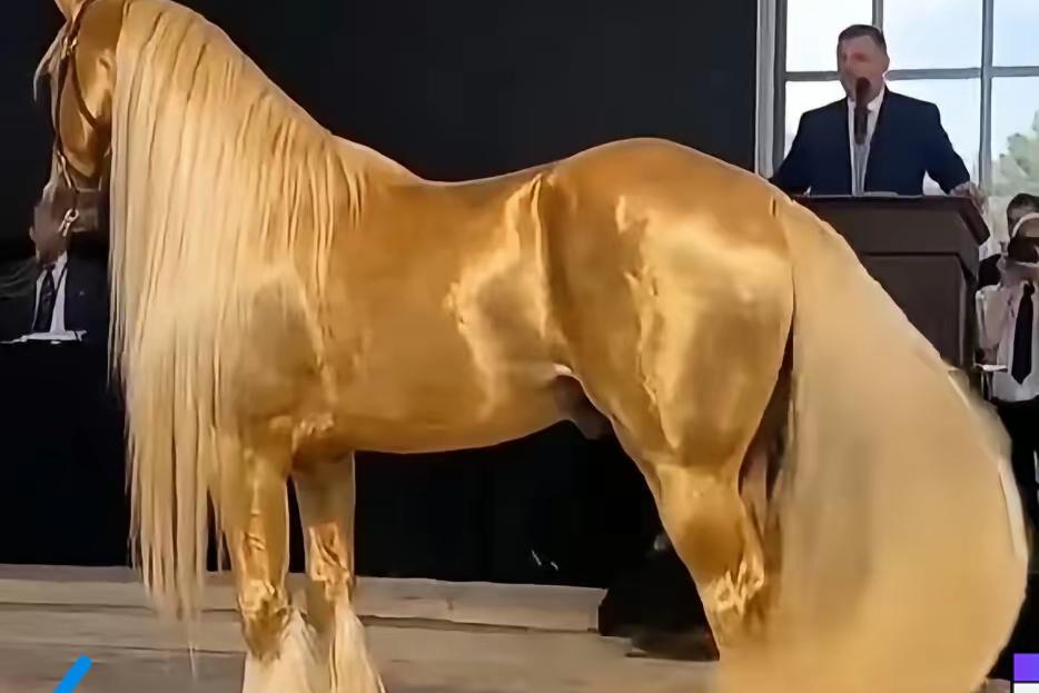 1400万美元！一匹汗血宝马拍出天价，背后的门道没那么简单2019年，俄罗