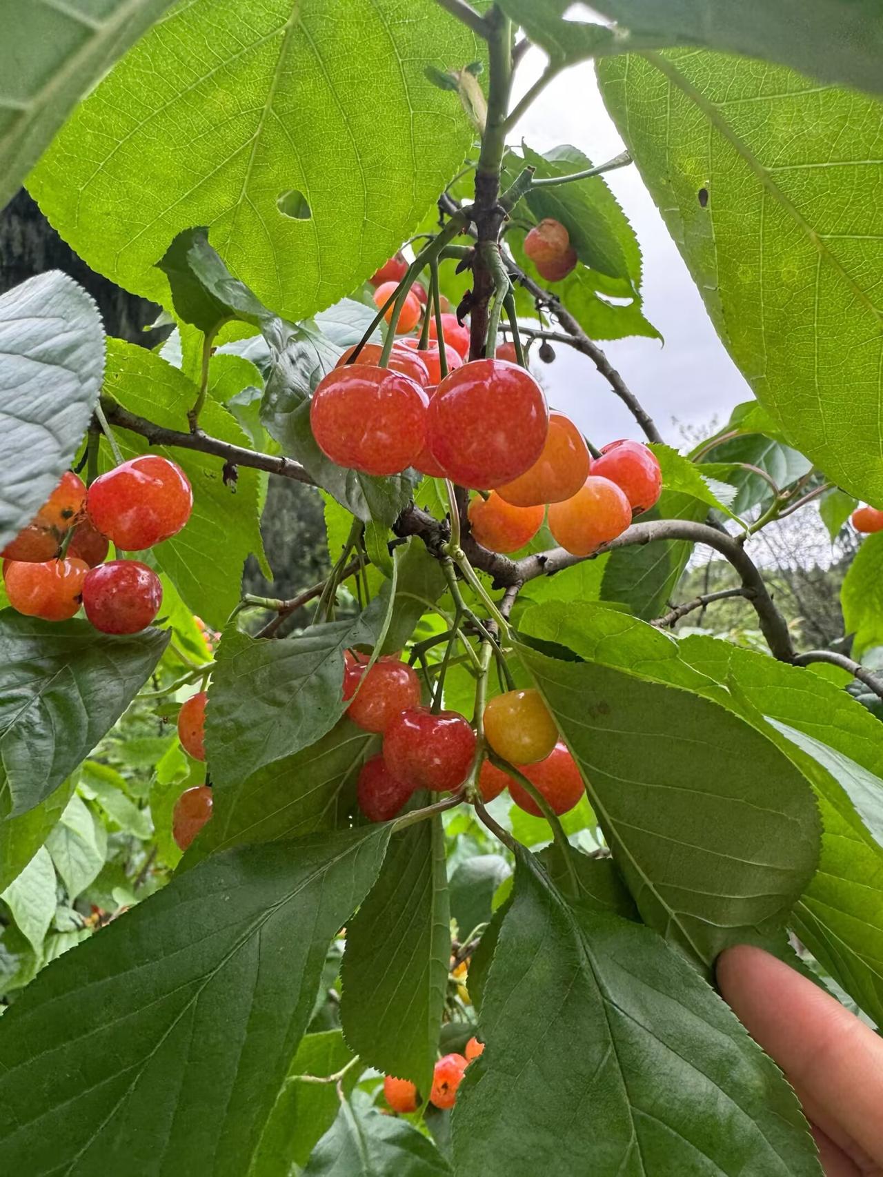 老话说"樱桃好吃树难栽"，这话不知从何说起。樱桃树压个枝，随便挖个坑栽下轻