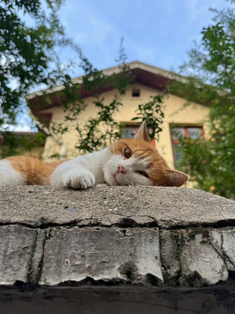 小猫咪